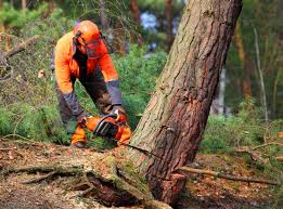  Lindenhurst, IL Tree Services Pros