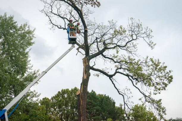 Best Storm Damage Tree Cleanup  in Lindenhurst, IL