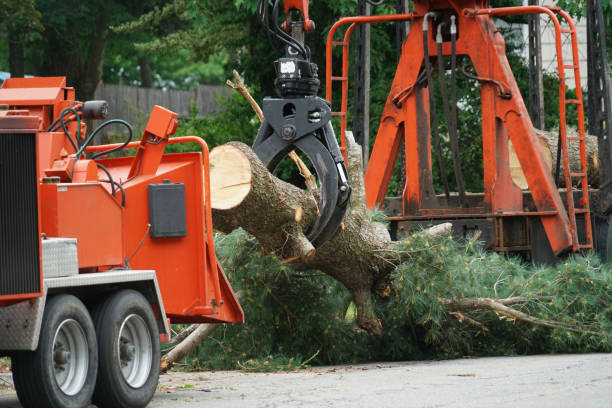 Best Tree Preservation Services  in Lindenhurst, IL