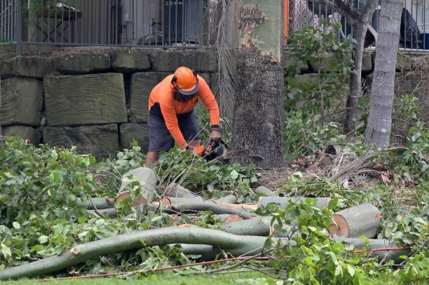 Reliable Lindenhurst, IL  Tree Services Solutions